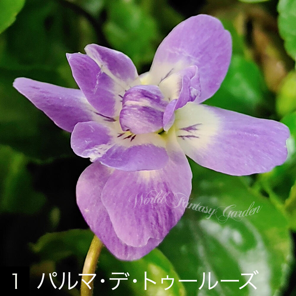 花苗 パルマスミレ 選べる種類 1鉢 3号ロング〜3.5号ロング お