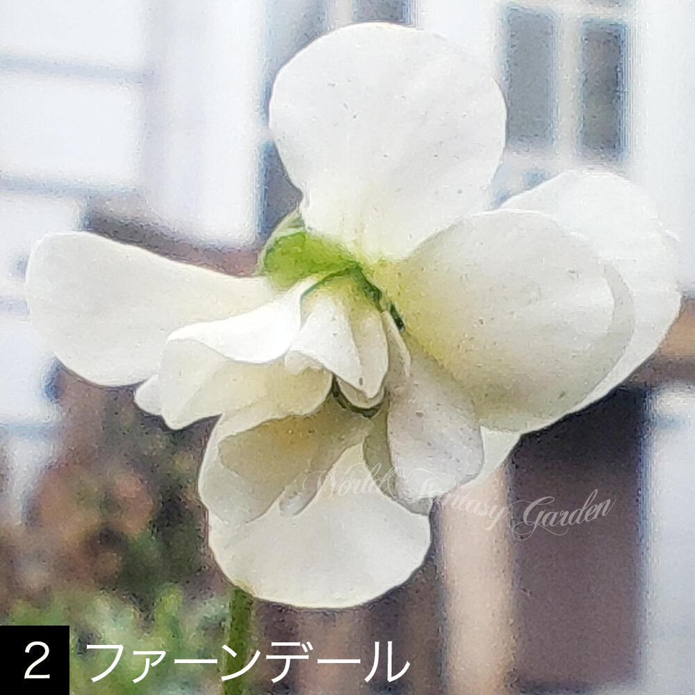 花苗 春 パルマスミレ 選べる種類 1鉢 3号ロング〜3.5号ロング お届け