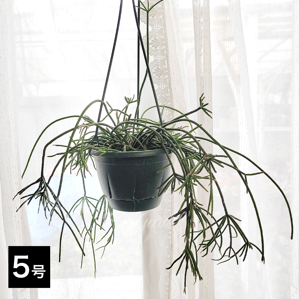 多肉植物 リプサリス（観葉植物） | 花、ガーデニング のおすすめ人気