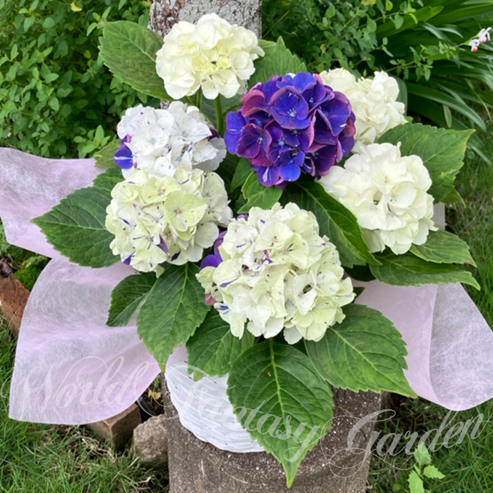 母の日 遅れてごめんね 紫陽花 寿（ことぶき）選べる2色 白赤・白紫 4