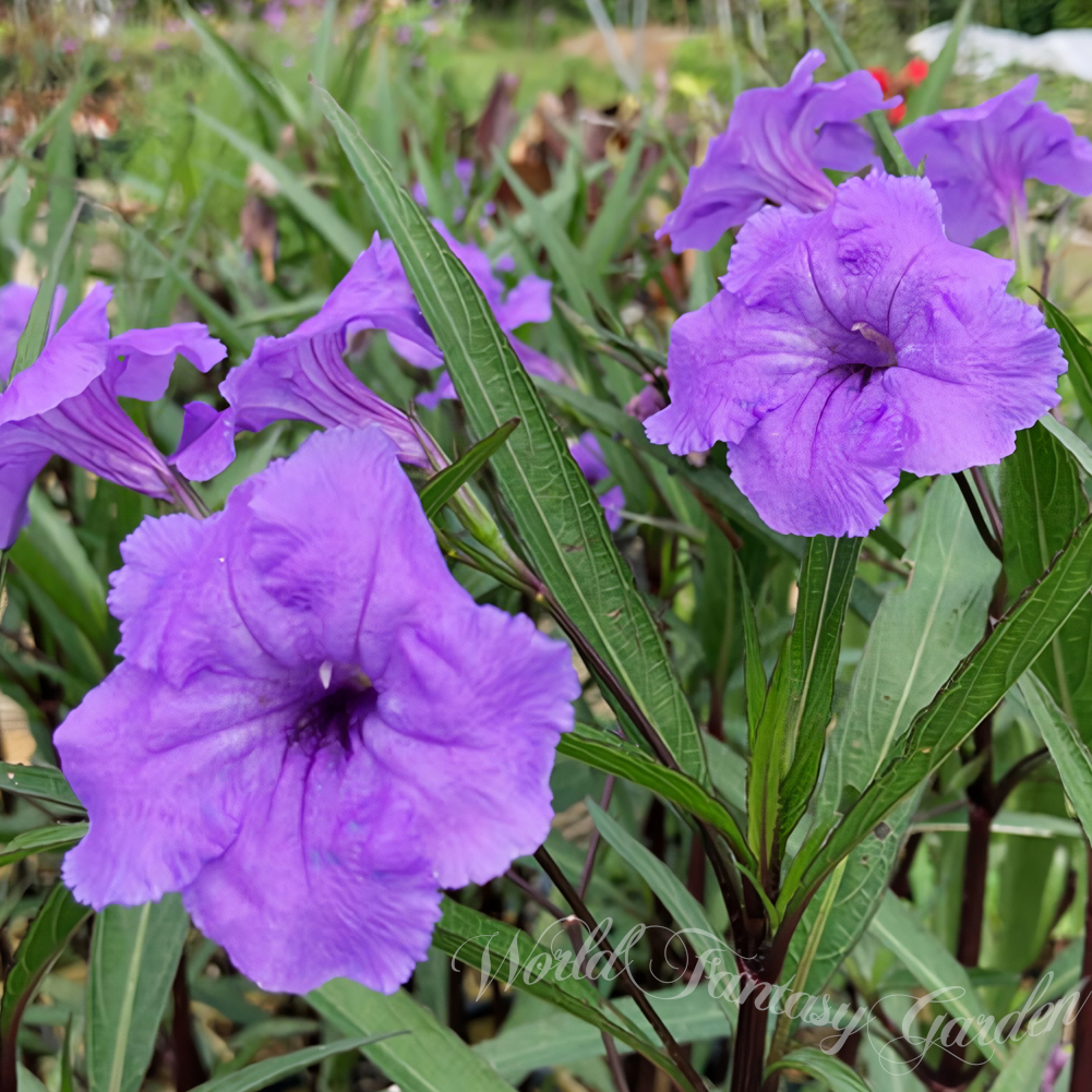 花苗 ルエリア 選べる2種類 1鉢 3〜3.5号 お届け中 Ruellia 'Purple