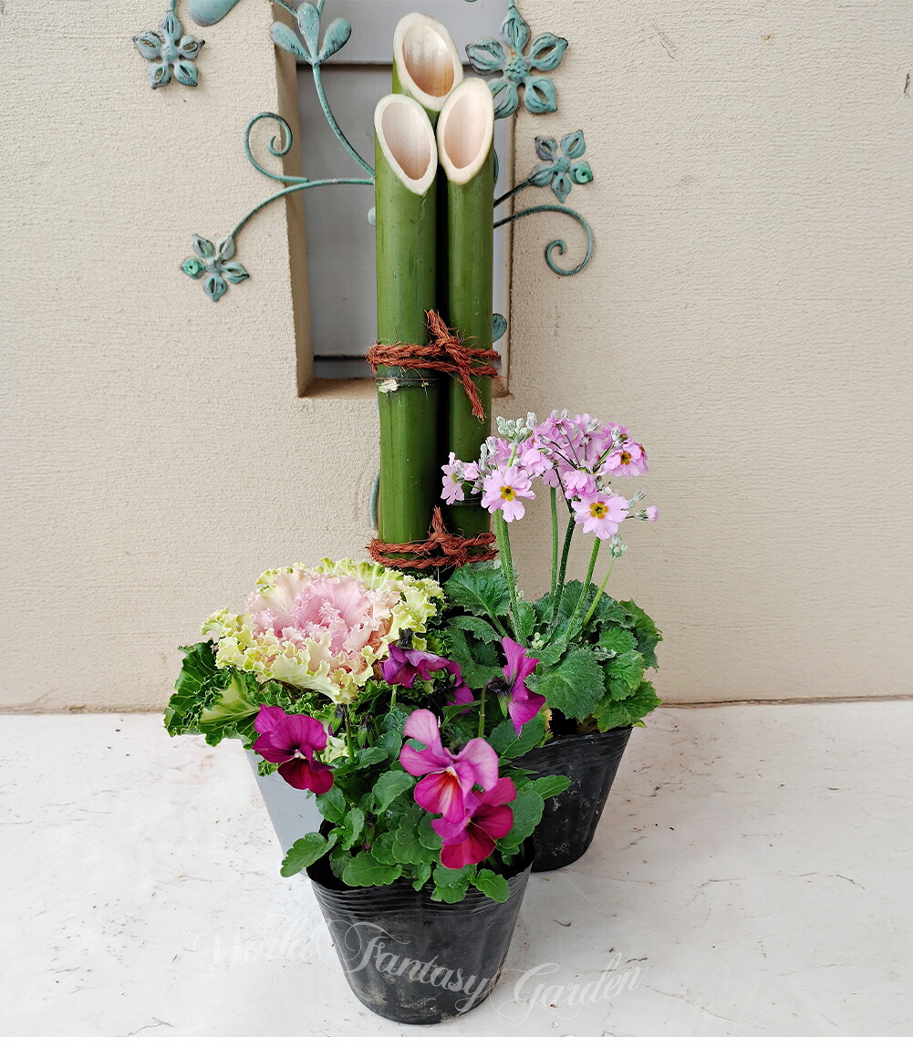 花苗セット 門松の寄せ植えリメイク体験セット お届け中】 葉牡丹 正月