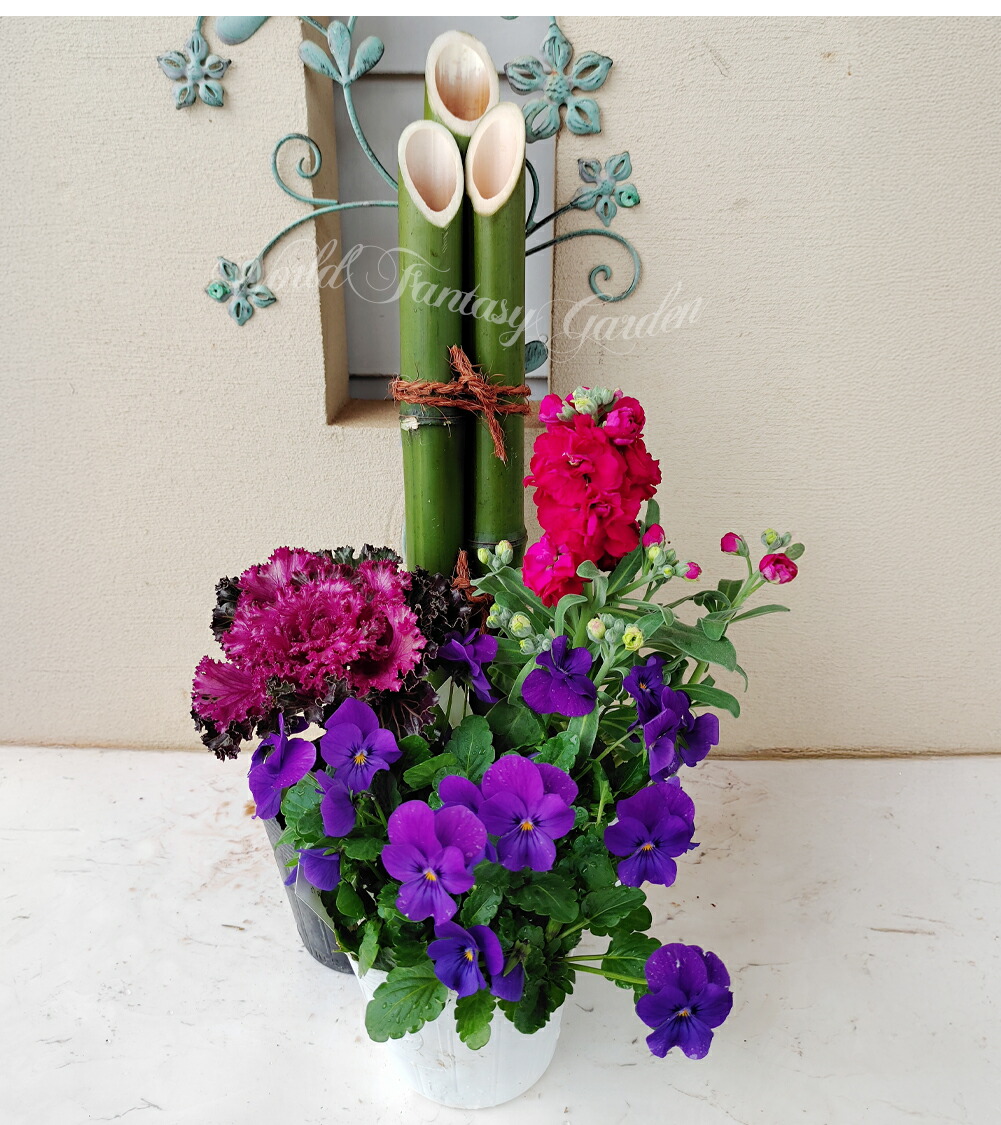 花苗セット 門松の寄せ植えリメイク体験セット お届け中】 葉牡丹 正月