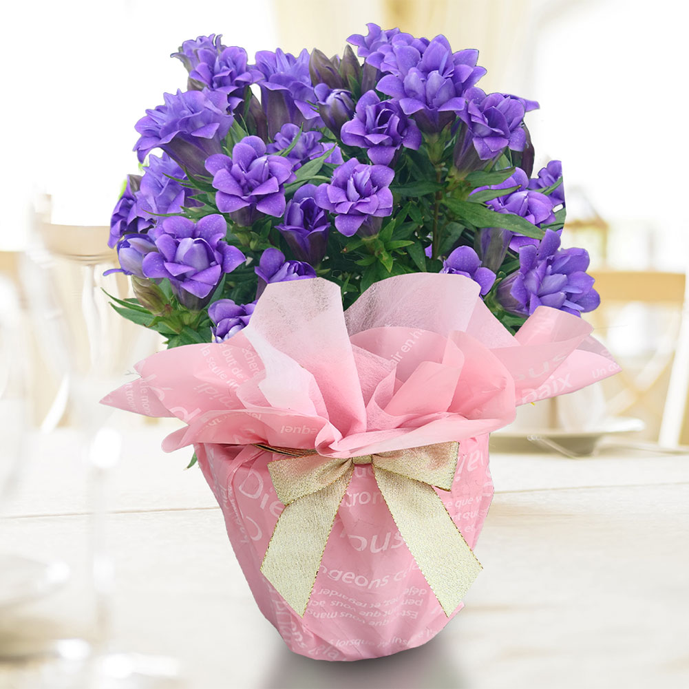 即納 最短発送 敬老の日 ギフト 花 りんどう 選べる6種 1鉢4号 地域