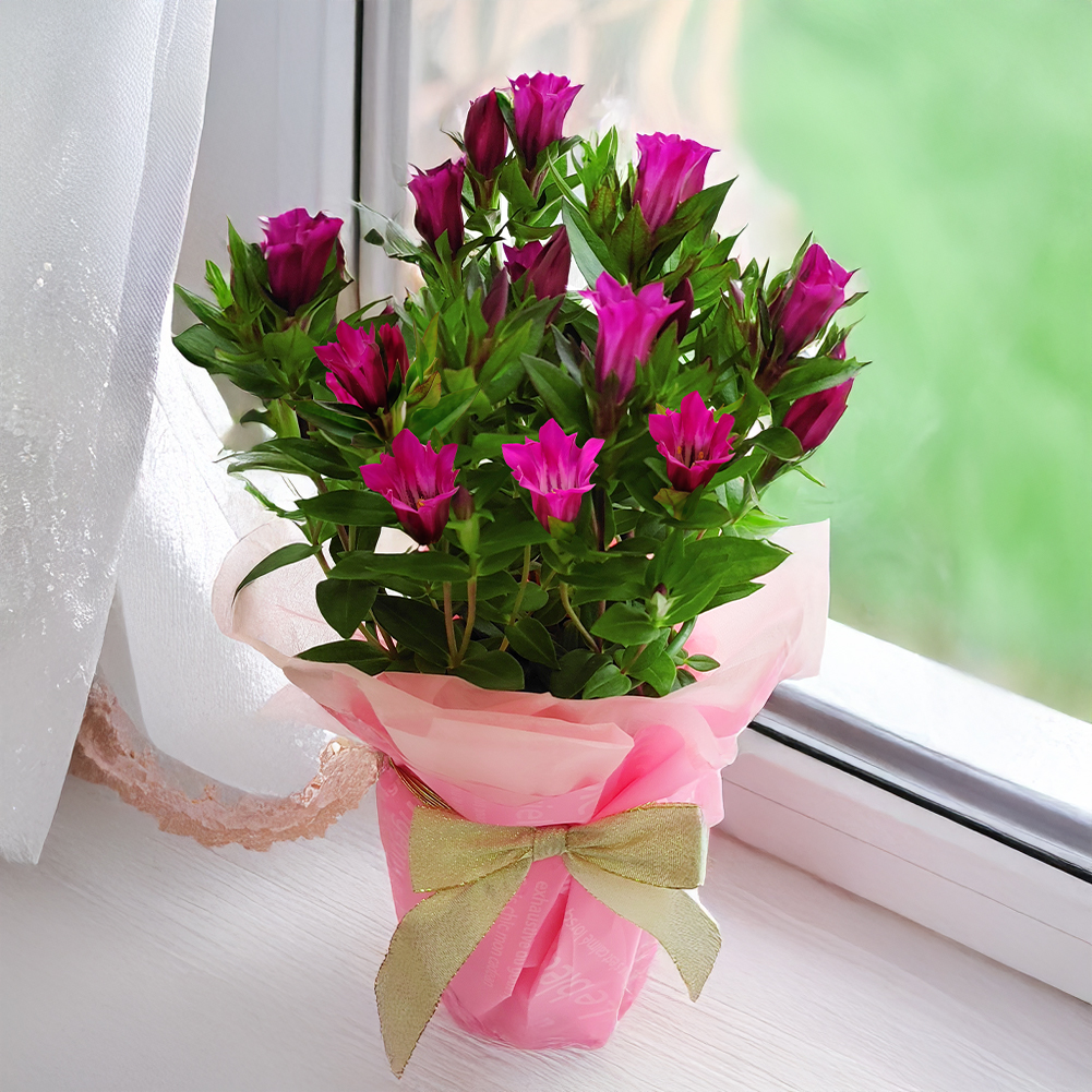 即納 最短発送 敬老の日 ギフト 花 りんどう 選べる6種 1鉢4号 地域