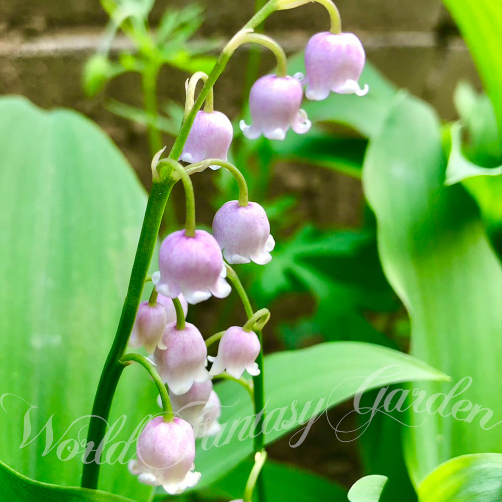 花苗 宿根草 夏苗 スズラン ロゼア ピンク花 1鉢 2芽以上 3.5号 花なしでお届け中 Convallaria majalis var rosea  鈴蘭 すずらん 君影草 鉢植え