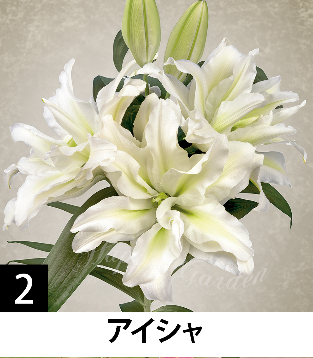 オリエンタルリリー　芽出し球根 色も選べます 芽出し球根苗 オリエンタルローズリリー 八重咲きユリ 選べる種類 1球