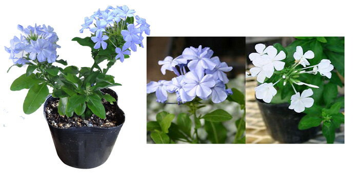 花苗 ルリマツリ プルンバゴ 選べる青花＆白花 1鉢 3〜3.5号 お