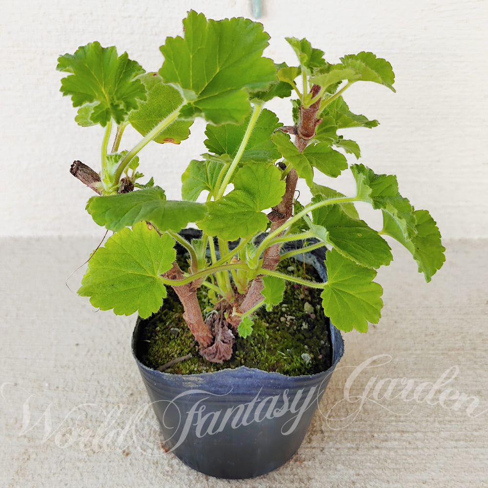 ハーブ苗 スノーフレーク ゼラニューム 3〜3.5号 1鉢 お届け中 Pelargonium Snowflake 花壇 鉢植え 庭植え ペラルゴニュウム ハッピーガーデン | 