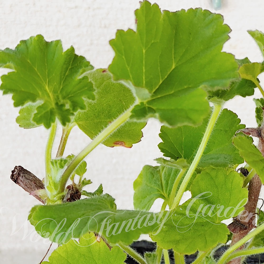 ハーブ苗 スノーフレーク ゼラニューム 3〜3.5号 1鉢 お届け中 Pelargonium Snowflake 花壇 鉢植え 庭植え ペラルゴニュウム ハッピーガーデン |  | 01