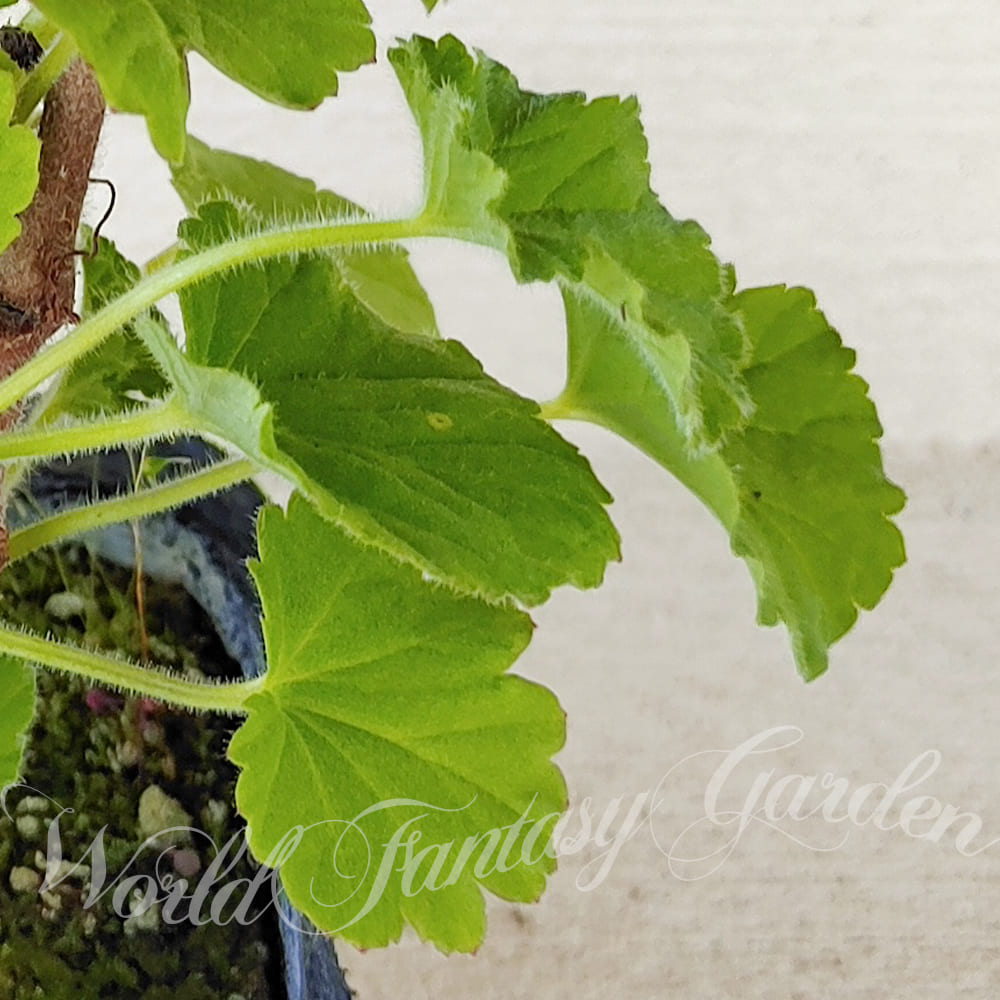 ハーブ苗 スノーフレーク ゼラニューム 3〜3.5号 1鉢 お届け中 Pelargonium Snowflake 花壇 鉢植え 庭植え ペラルゴニュウム ハッピーガーデン |  | 03
