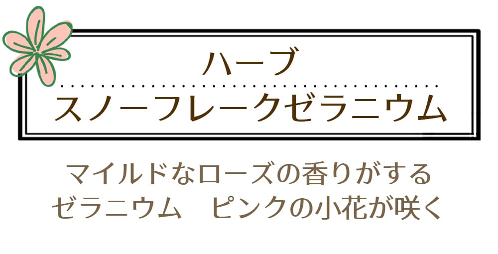 ハーブ苗 スノーフレーク ゼラニューム 3〜3.5号 1鉢 お届け中 Pelargonium Snowflake 花壇 鉢植え 庭植え ペラルゴニュウム ハッピーガーデン |  | 02