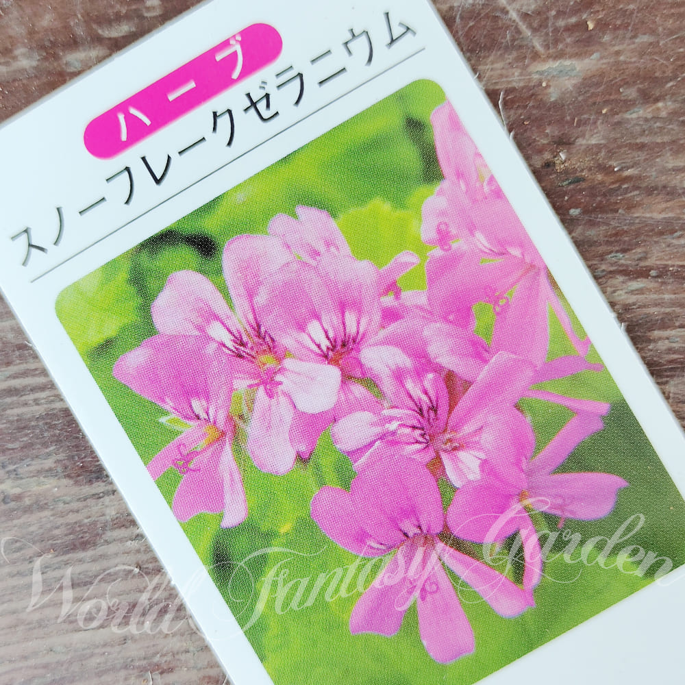 ハーブ苗 スノーフレーク ゼラニューム 3〜3.5号 1鉢 お届け中 Pelargonium Snowflake 花壇 鉢植え 庭植え ペラルゴニュウム ハッピーガーデン |  | 04