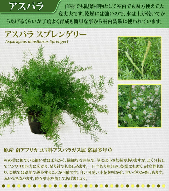 観葉植物 アスパラガス 3種より選べる 5号 お取り寄せ商品 地域限定