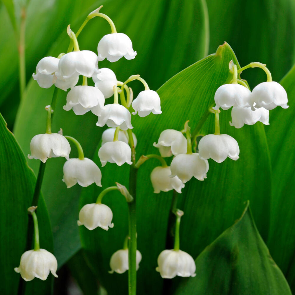 花苗 夏苗 ドイツスズラン 白花 1鉢 2芽以上 3.5号 花なしでお届け中 Convallaria majalis 鈴蘭 すずらん 君影草 ...