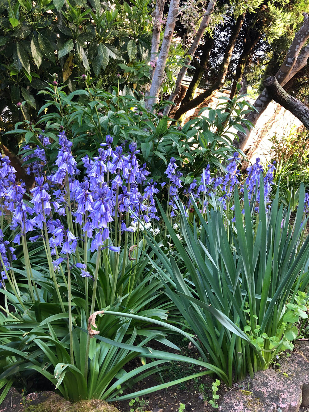 芽出し球根苗 春苗 植えっぱなしシラー カンパニュラータ ブルー 3鉢セット 3〜3.5号 Hyacinthoides 青花 秋植え 野放し 花苗