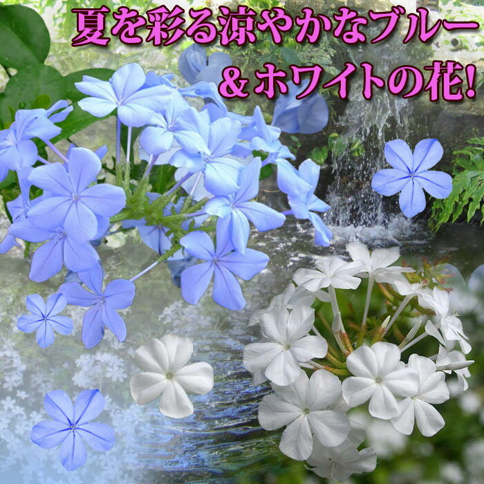花苗 ルリマツリ プルンバゴ 選べる青花＆白花 1鉢 3〜3.5号 お