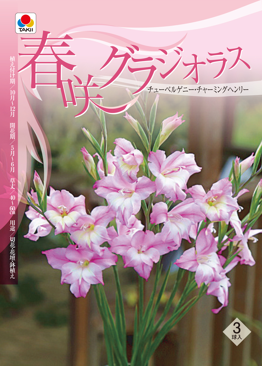 秋植え球根 花 春咲き グラジオラス チューベ...の詳細画像1