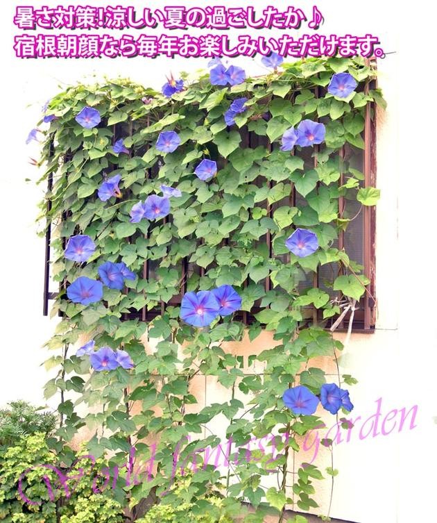 花 鉢植え ギフト 宿根朝顔 琉球 あさがお 6号鉢 3段行燈仕立て 花鉢 鉢花 お中元 誕生日プレゼント Ha Rbn08asa Shukon7s Happygarden 通販 Yahoo ショッピング