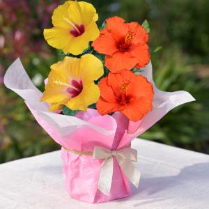 母の日 鉢花 ギフト 珍しい ハイビスカス ロングライフ 2色植え 選べる7種 1鉢 5号 母の日期...