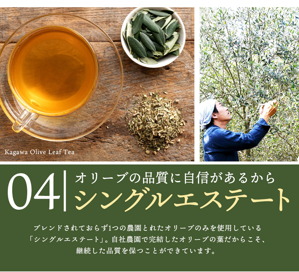 お茶 オリーブ焙茶 ほうじ茶 ティーバッグ 香川県 三豊市産 国産 オリーブの葉 ポリフェノール 豊富 三豊オリーブ