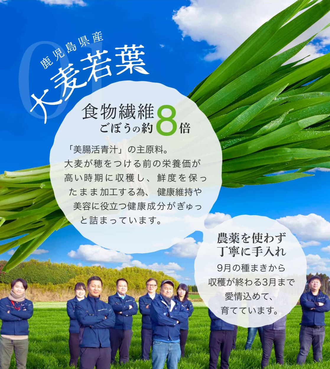 美腸活青汁（3g×30包）九州産の無添加素材使用 大麦若葉 桑の葉 モリンガ 乳酸菌 送料無料 活きた酵素 腸活 : bityo-aojiru30h  : しあわせ家族生活 - 通販 - Yahoo!ショッピング