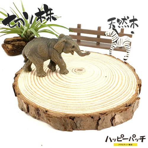 天然木の台座 ディスプレイスタンド スギの木 切り株 1個 14-16cm 大