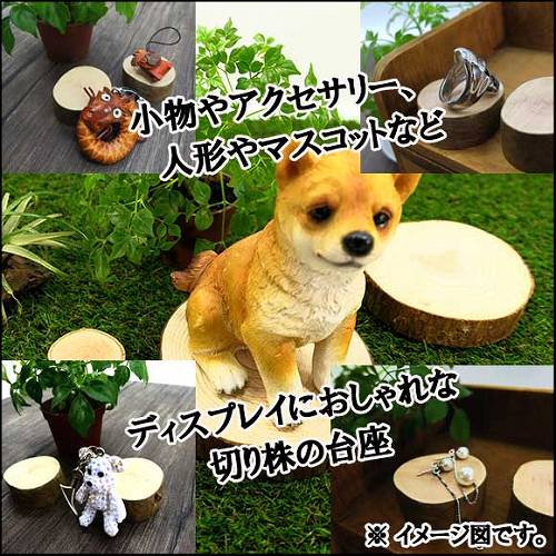 天然木の台座 ディスプレイスタンド スギの木 切り株 1個 14-16cm 大