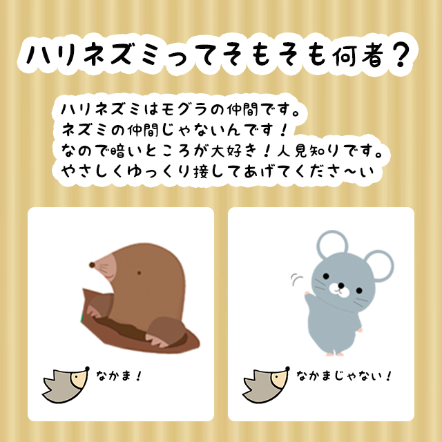 はりねずみんみん共和国 - ようこそ！みんみん共和国へ！｜Yahoo