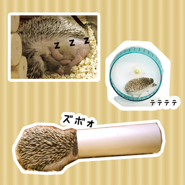 はりねずみんみん共和国 - ようこそ！みんみん共和国へ！｜Yahoo