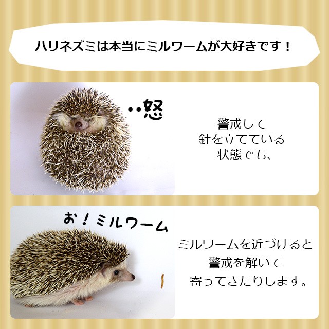 ゆうパケットOK ドライミルワーム 10g Exotic Nutrition エキゾチック