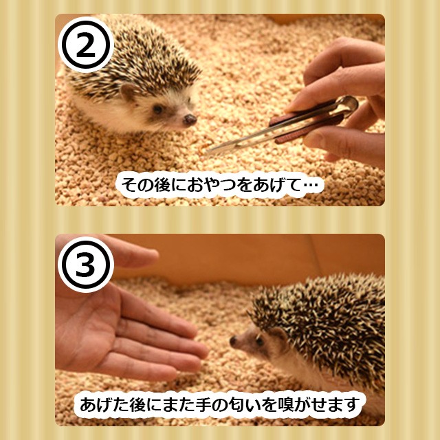 ゆうパケットOK ドライミルワーム 10g Exotic Nutrition
