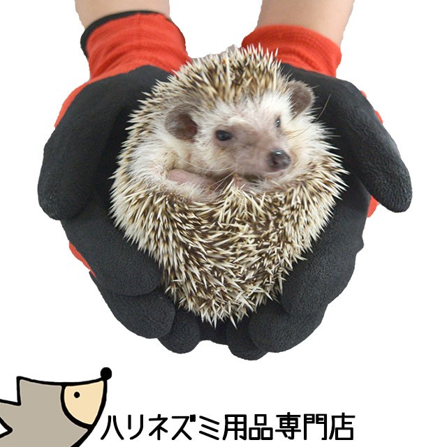 ハリネズミコレクション　50パック ハリネズミコレクション50パック