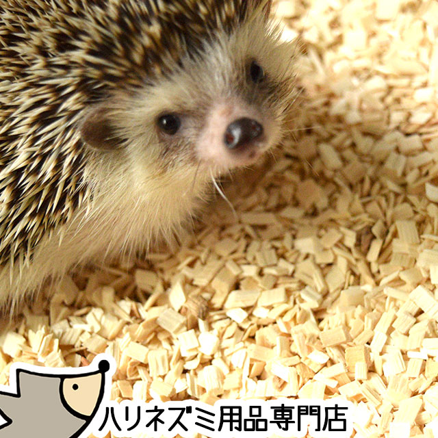 はりねずみんみん共和国 ホワイトポプラチップ 5リットル