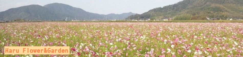 Haru Flower&Garden