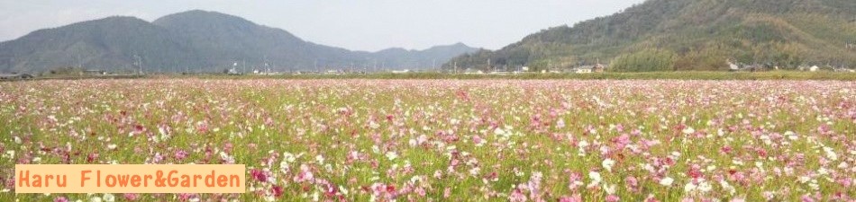 Haru Flower&Garden ロゴ