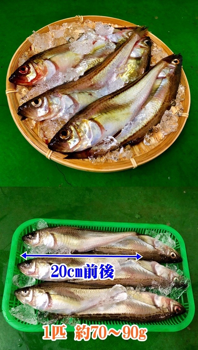 子持ち ハタハタ 大 1.5kg(500g×3P） 18〜21尾 生冷凍 東北 山形県産 天然 旬 ぶりこ ブリコ メス 鮮魚 はたはた 鰰  :hatahata6-7:長谷川鮮魚 - 通販 - Yahoo!ショッピング