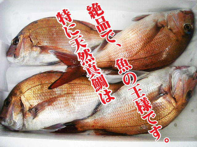 ギフ_包装 炭火焼 天然祝鯛 中 約800g 焼鯛 尾頭付き fucoa.cl