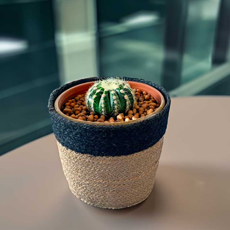 ジュート鉢カバーMサイズ使用例