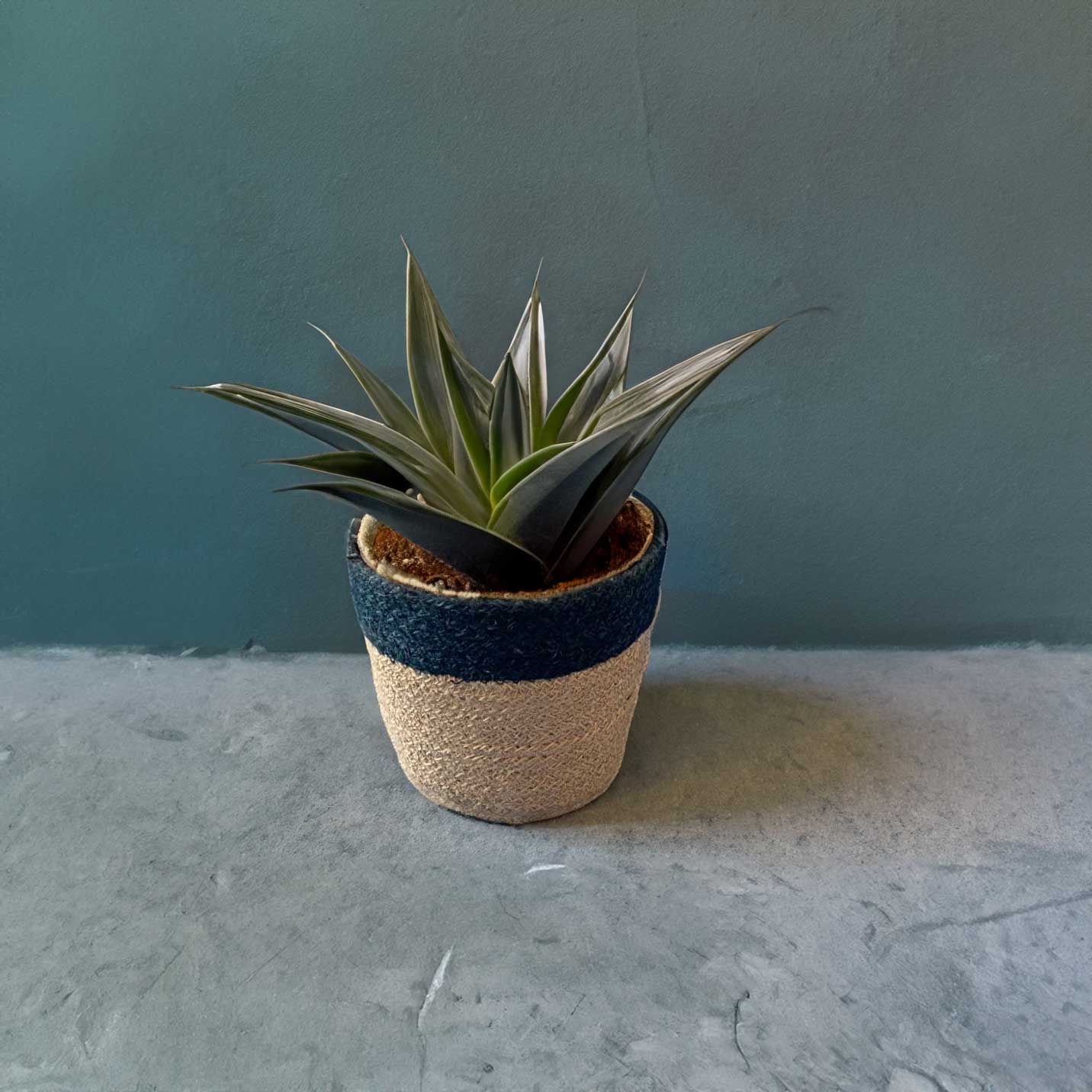 ジュート鉢カバーMサイズ使用例