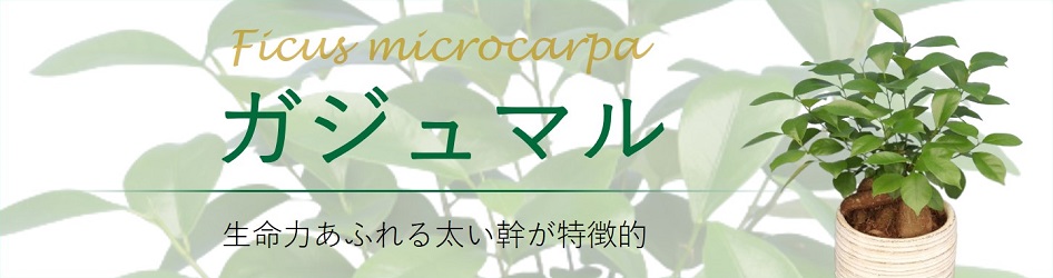 ホームセンターグッデイ - 観葉植物｜Yahoo!ショッピング