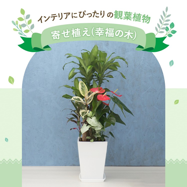 観葉植物 寄せ植え (幸福の木) 尺リン角陶器 白 メーカー直送観葉植物 