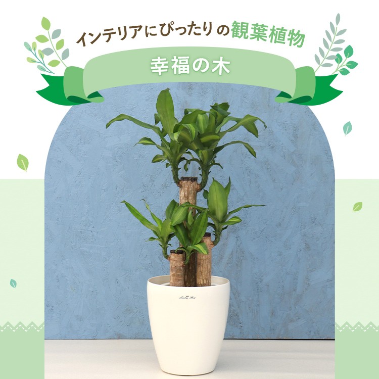天然物　観葉植物 木の幹付き 直径約24cm　長さ60cm ds586931_01.jpg