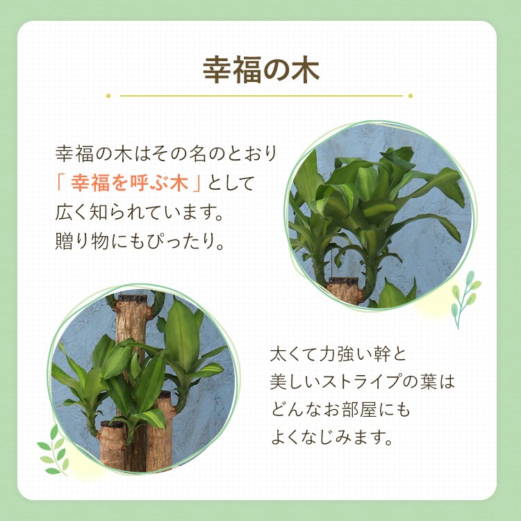 ハマセンダン 70センチ 観葉植物 観葉植物 幸福の木 7寸プラスチック (鉢カバー) メーカー直送観葉植物