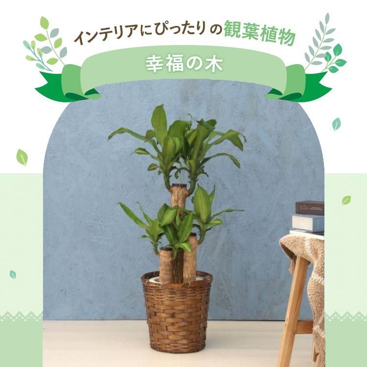 観葉植物 黒竹　高さ約130センチ　フデゴケ様 楽天市場】マラソン+4倍日 タカショー グリーンデコ 和風竹
