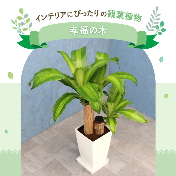 観葉植物 幸福の木 6寸角プラスチック メーカー直送観葉植物 mass06-007 : ds586979 : ホームセンターグッデイ - 通販 -  Yahoo!ショッピング