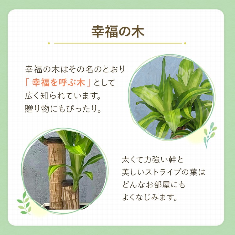 観葉植物 幸福の木 6寸角プラスチック メーカー直送観葉植物