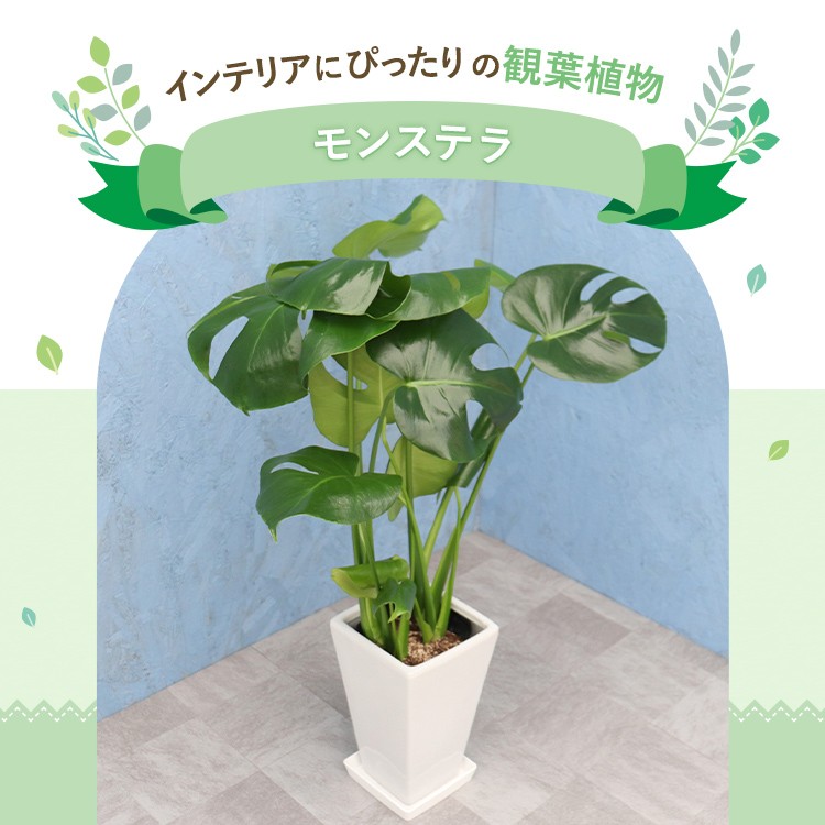 観葉植物 モンステラ 6寸角陶器 白 メーカー直送観葉植物 mons06-005