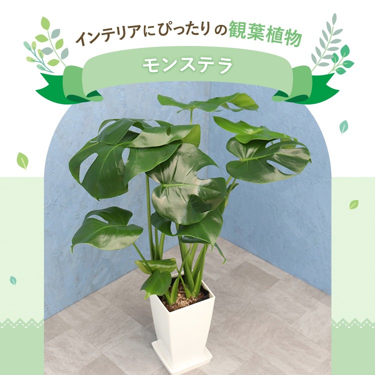 観葉植物 モンステラ 6寸角プラスチック 白 メーカー直送観葉植物 mons06-007 : ds588133 : ホームセンターグッデイ - 通販  - Yahoo!ショッピング