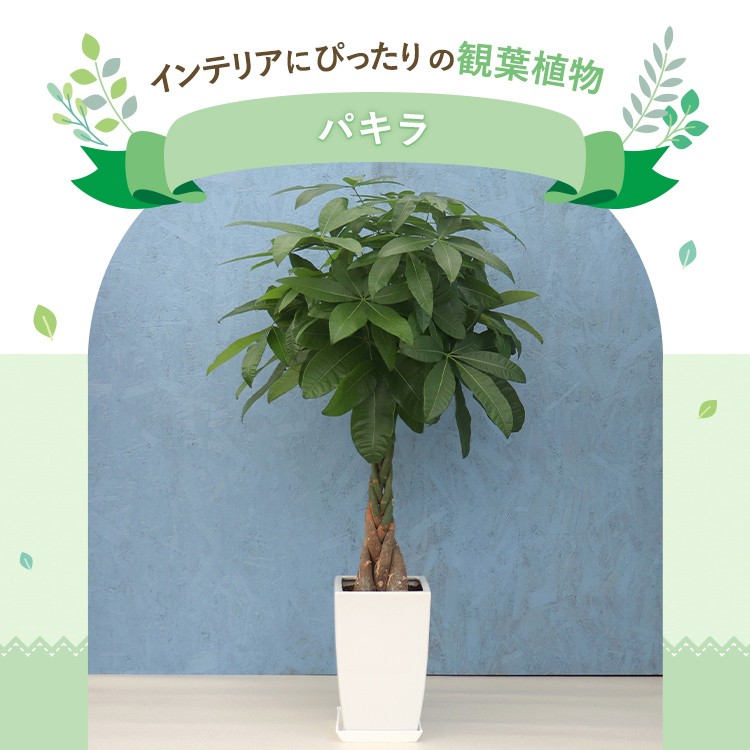 観葉植物 パキラ 8寸角陶器 白 メーカー直送観葉植物 pach08-003